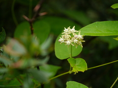 Vincetoxicum auriculatum