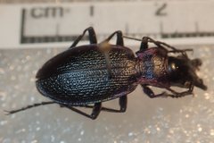 Carabus pyrenaeus