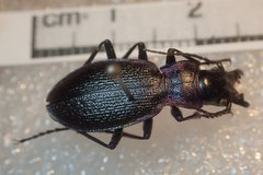 Carabus pyrenaeus
