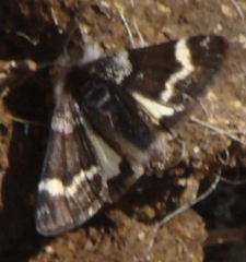 Leucobrephos brephoides