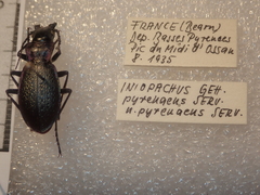 Carabus pyrenaeus