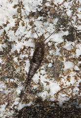 Petrobius brevistylis