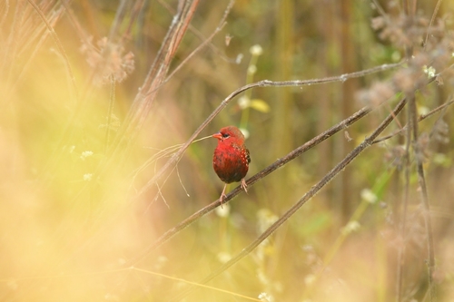 Bengalí rojo (Amandava amandava)