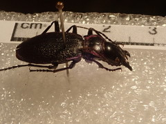 Carabus pyrenaeus