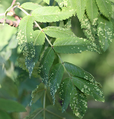 Phytoptus sorbi