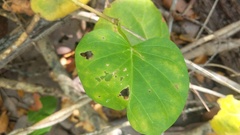 Ipomoea violacea