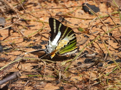 Graphium antiphates itamputi