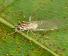 Stenopsocus immaculatus