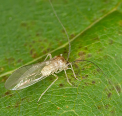 Stenopsocus immaculatus