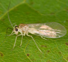 Stenopsocus immaculatus