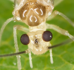 Stenopsocus immaculatus