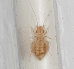 Trogium pulsatorium