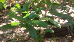 Capparis cynophallophora