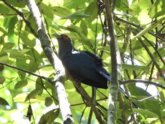 Phaenicophaeus sumatranus