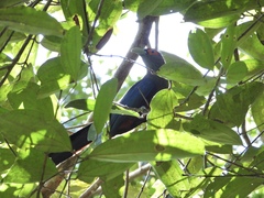 Phaenicophaeus sumatranus