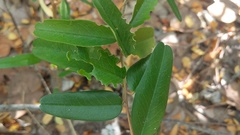 Capparis cynophallophora