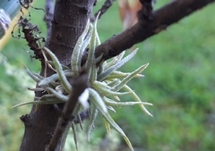 Tillandsia recurvata
