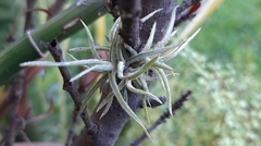 Tillandsia recurvata