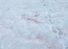 Chlamydomonas nivalis