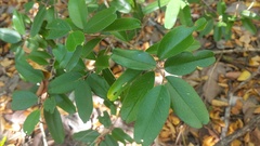Capparis cynophallophora