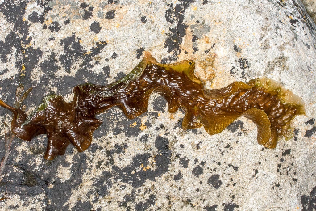 Photo of Sugar Kelp (Saccharina latissima)