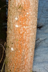 Trentepohlia umbrina