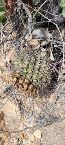 Eriosyce curvispina