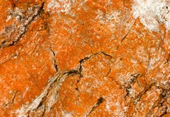 Trentepohlia umbrina