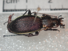 Carabus leachi