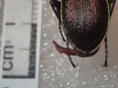 Carabus leachi