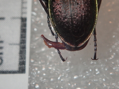 Carabus leachi