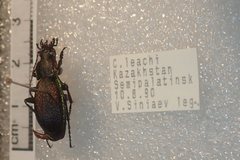 Carabus leachi