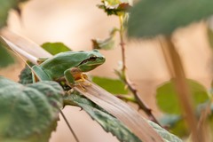 Stripeless Tree Frog photo 5