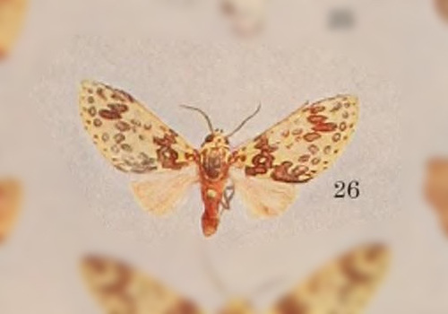 Amaxia ockendeni