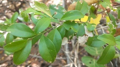 Schaefferia frutescens