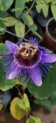 Passiflora amethystina × caerulea
