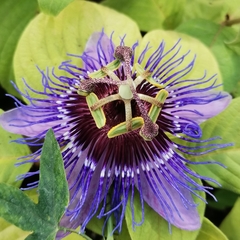 Passiflora amethystina × caerulea