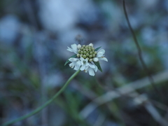 Scabiosa webbiana