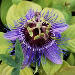 Passiflora amethystina × caerulea