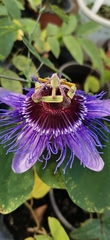 Passiflora amethystina × caerulea