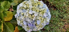 Hydrangea macrophylla