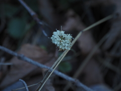 Scabiosa webbiana