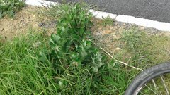 Senecio subcanescens