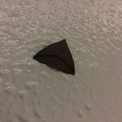 Ugia purpurea