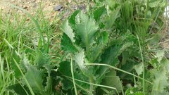 Senecio subcanescens