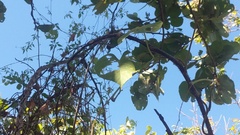 Ipomoea violacea