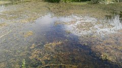 Cyprinus rubrofuscus