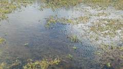 Cyprinus rubrofuscus