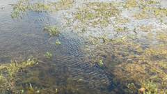 Cyprinus rubrofuscus