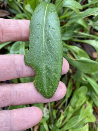 Coreopsis lanceolata image